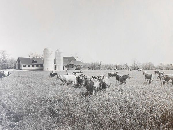 Bliss Cows in Pasture.jpg