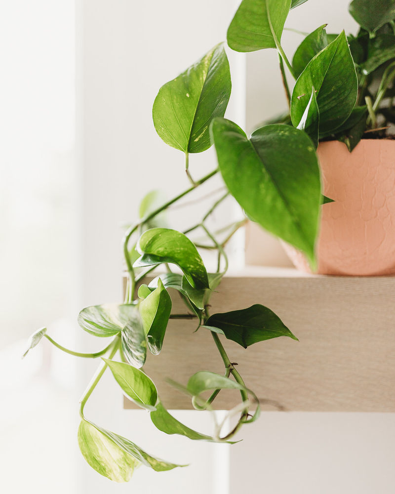 8 BEAUTIFUL HOUSE PLANTS AND HOW TO CARE FOR THEM