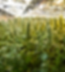 Thrive Grow Bow House