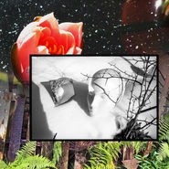 #24 Styrofoam Head Rose