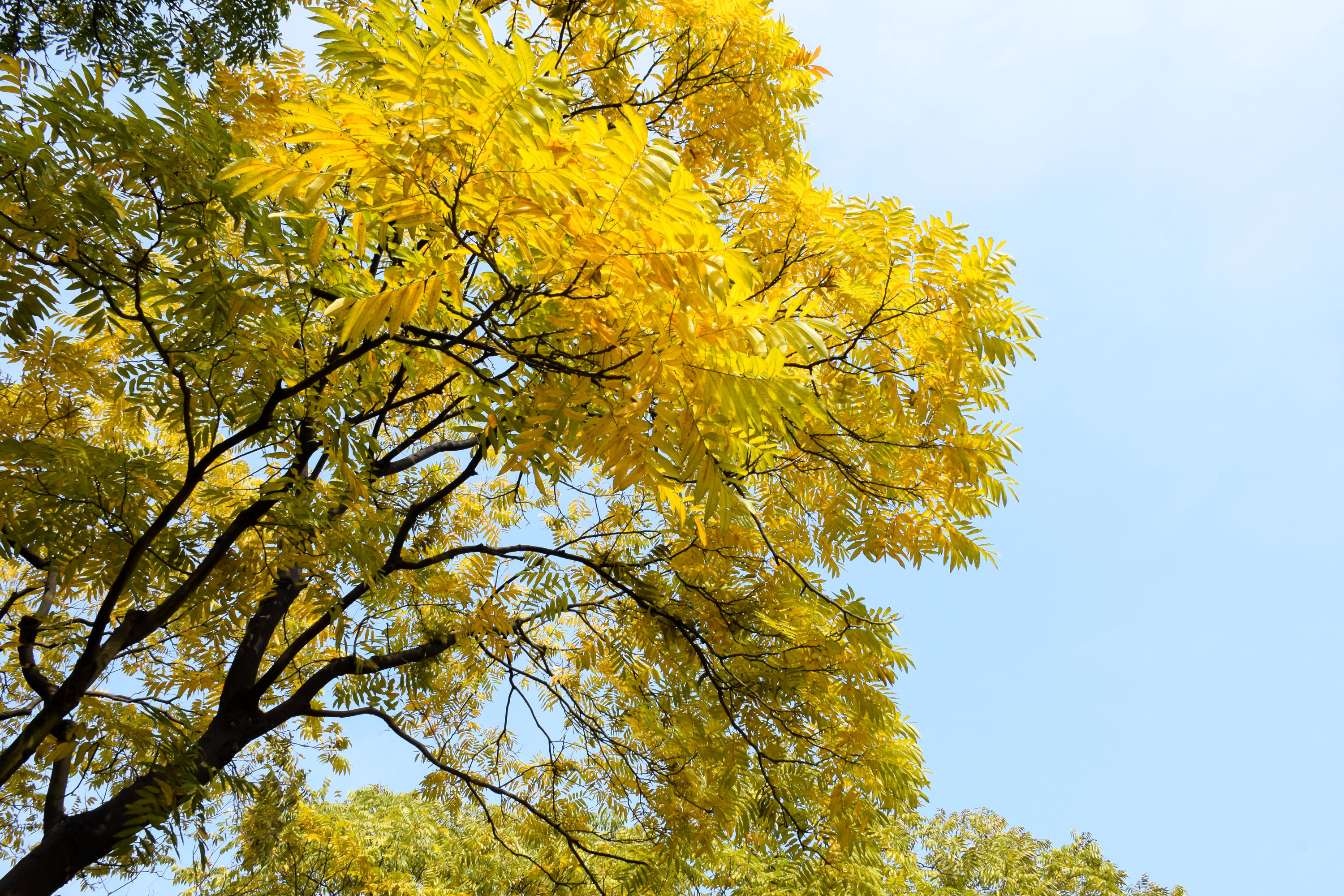 branches-trees-with-yellow-leaves_edited_edited.jpg