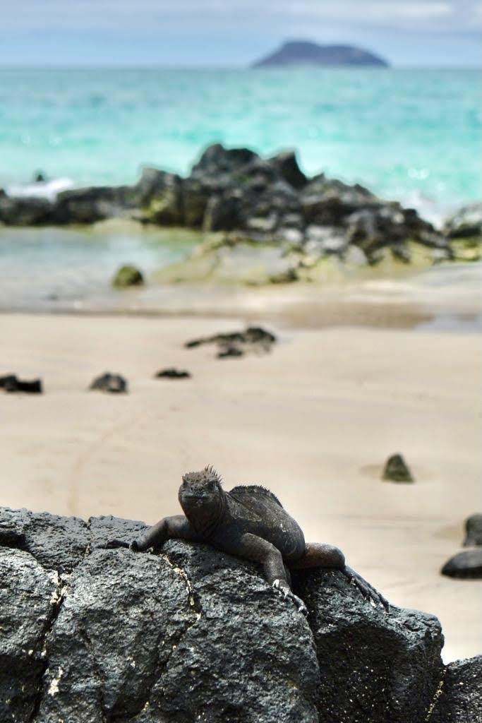 Eye-level view of a marine iguana basking on volcanic rocks