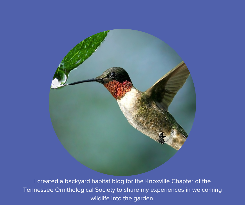hummingbird drinking water from leaf