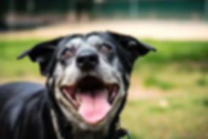old dog.jpeg