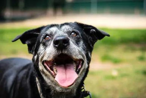 old dog.jpeg