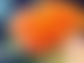 今週のお花たち