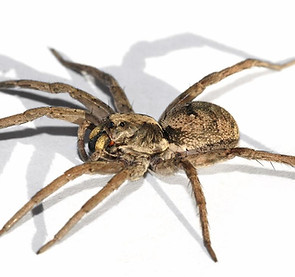 wolf spider.jpg