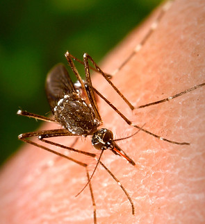mosquito 2.jpg