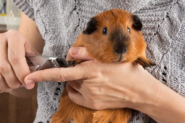 guinea-pig.jpg