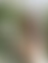 "Wedding Decorations: Why choose silk flowers?"