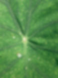 feuille_rosée_edited.jpg