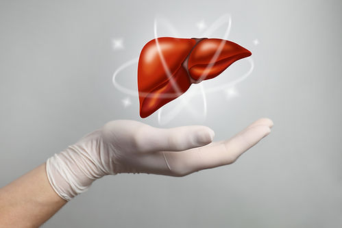 Hand holding a liver illustration symbolizing liver wellness and balance.