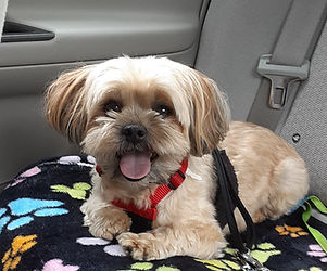 dog-in-car_edited_edited.jpg