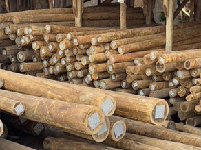 Carbono Zero e Ciclo de Vida do Eucalipto Tratado: Impacto Ambiental e Compensações