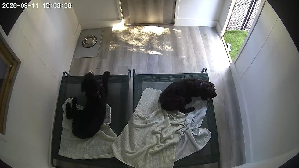 Maya and Chloe resting.jpeg