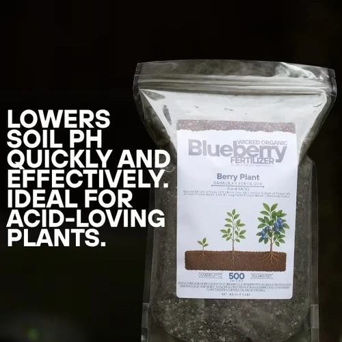zz plant in pot ZZ Plant main image 1