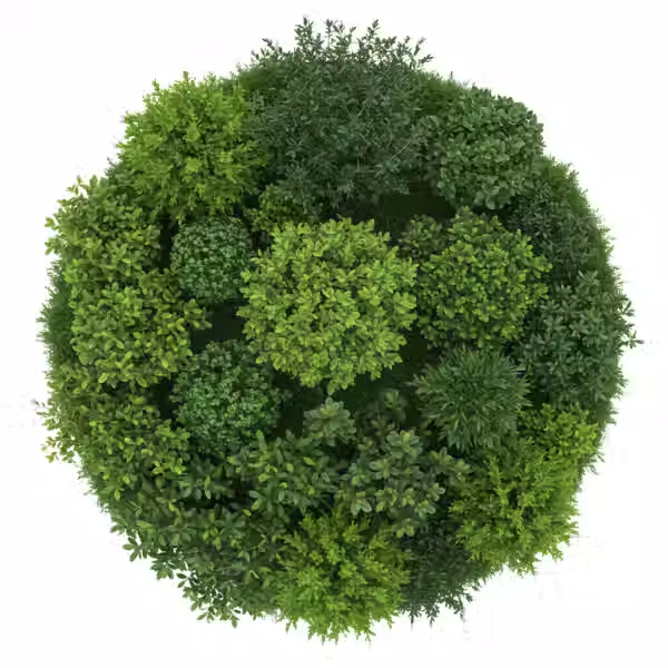 bush.avif