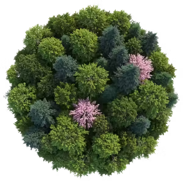 Tree.avif