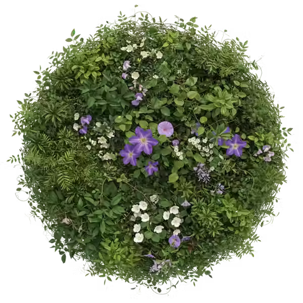 climbing plant.avif