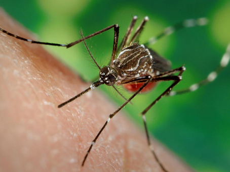 Alerta Epidemiológica - Aumento de casos de dengue en la Región de las Américas