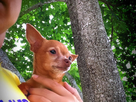 Traveling Safely with Your Chihuahua: Your Go-To Guide