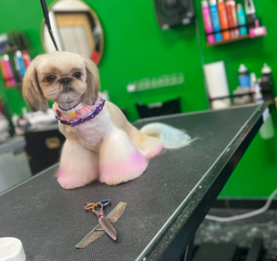 Sushi (Shih Tzu)