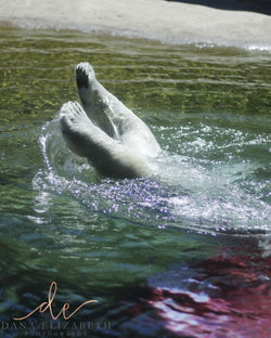 Polar Bear, Oregon Zoo