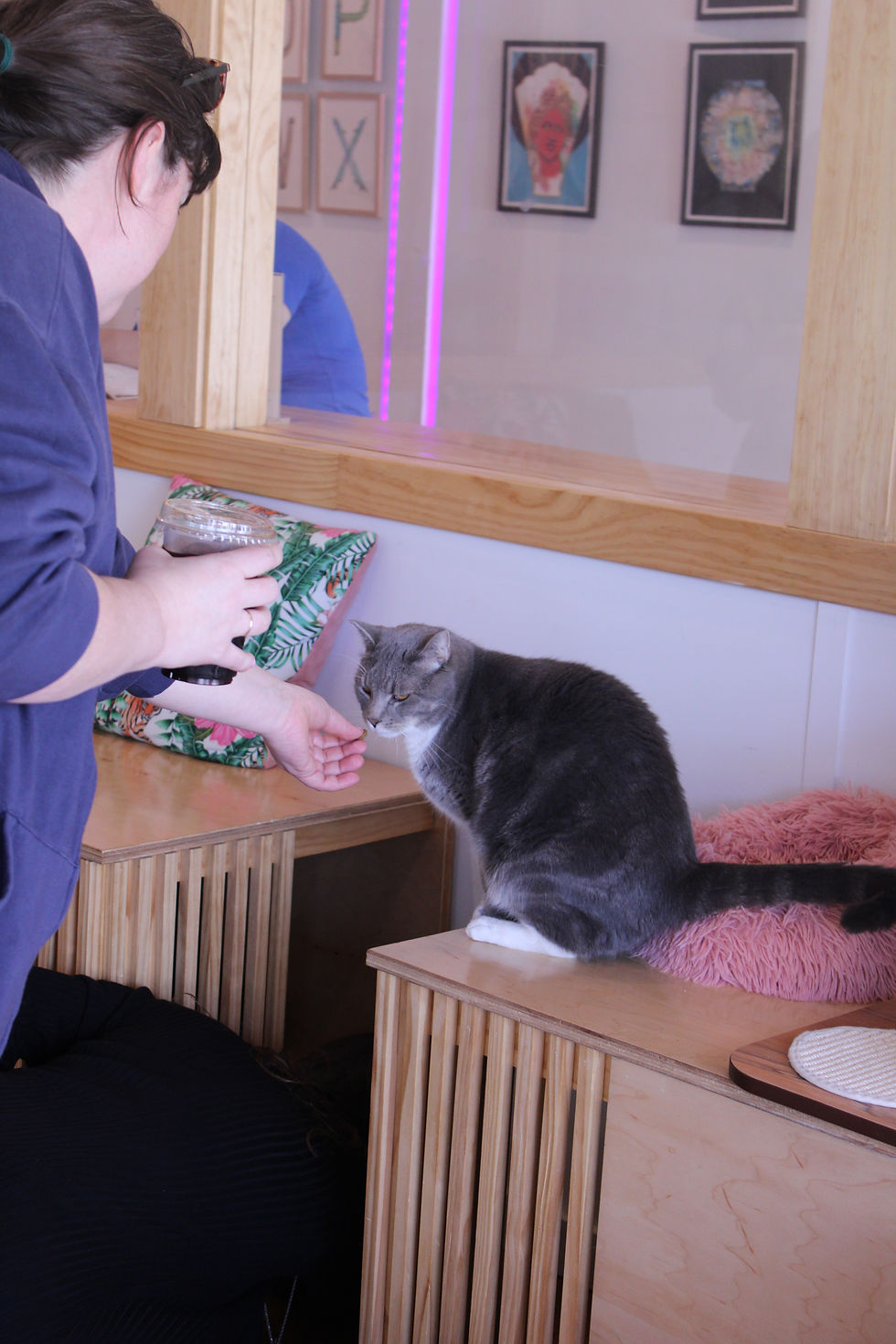 Espurresso Cat Cafe is the perfect spot for study breaks