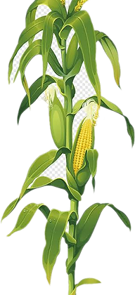 127253639_1607284659443147_1193126238718