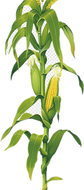 127253639_1607284659443147_1193126238718