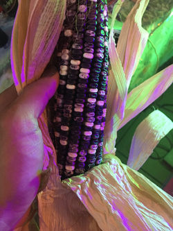 Maíz criollo cosecha de Daniela.