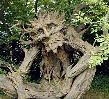 old tree.jpg