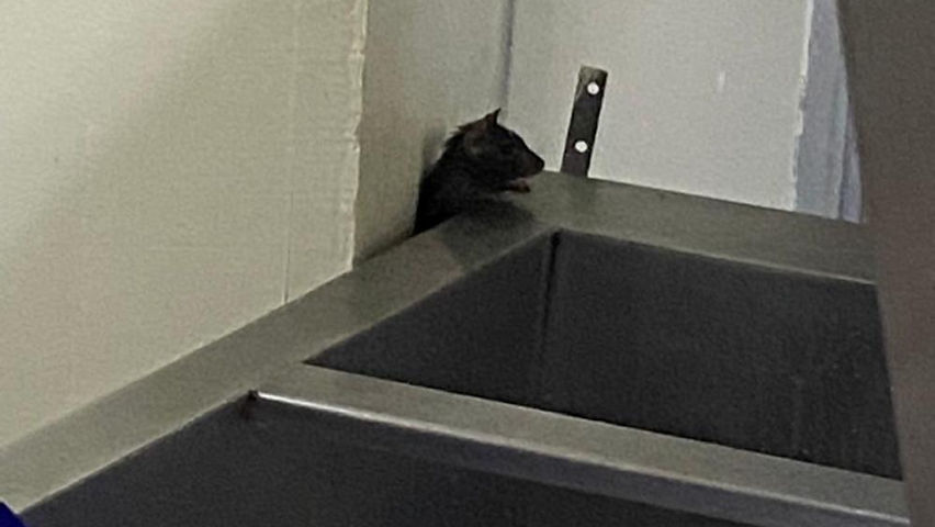 avistamiento de ratas y ratones en el hospital general de parral