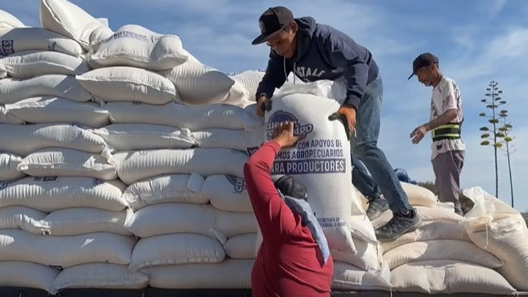 Concluye entrega de maíz subsidiado en Matamoros; benefician a más de 340 productores