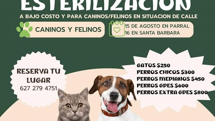 grupo cunova realizara jornada de esterilizacion de mascotas en parral y santa barbara