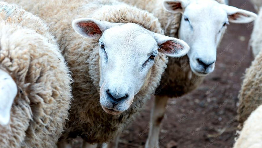 Lanza Desarrollo Rural convocatoria para la adquisición de borregos