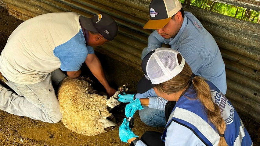 continua el barrido sanitario contra el gusano barrenador en parral