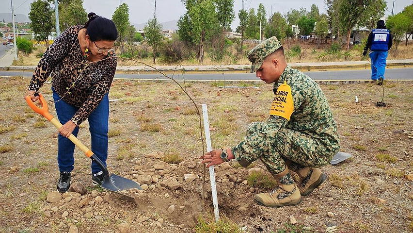 planta gobierno municipal mas de 180 arboles en el periferico luis donaldo colosio