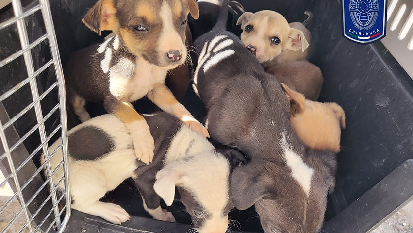Rescata en Ciudad Juárez 10 perros que eran maltratados
