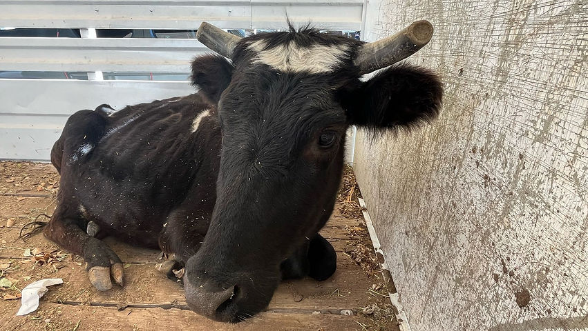 Rescata RAMM de Juárez vaca de Lienzo Charro “Adolfo López Mateos”