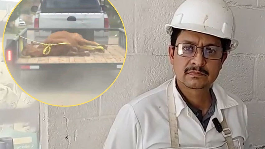sacrifican y destruyen a vaca enferma en el rastro municipal descartan venta de carne contaminada