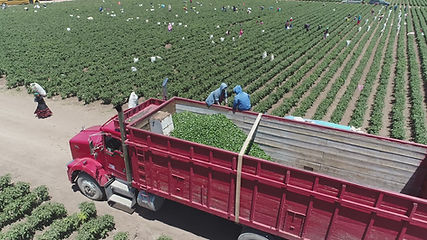 Avanza SIDE en la obtención del distintivo Indicación Geográfica para el chile chipotle