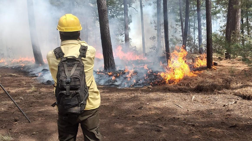 implementan operativo aereo y terrestre para controlar incendio en moris