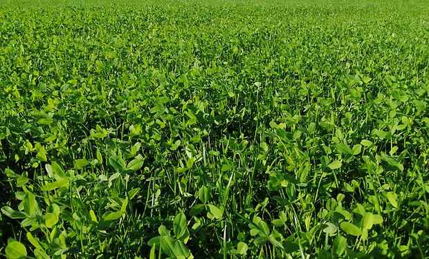 Abre SDR apoyo para adquisición de semilla de pradera en Chihuahua