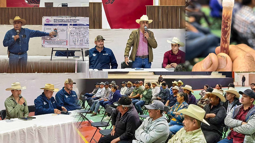 imparten platica informativa sobre el gusano barrenador en guadalupe y calvo