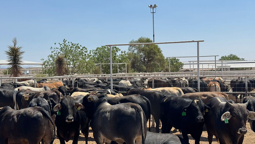 Refuerzan Estado y Senasica medidas de blindaje sanitario para exportación de ganado