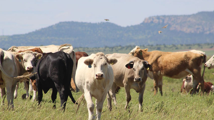 ¡Atención productores! Lanza SDR programa de crédito para el repoblamiento pecuario