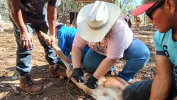 Capacita SRD a ganaderos de Chihuahua para detectar el gusano barrenador
