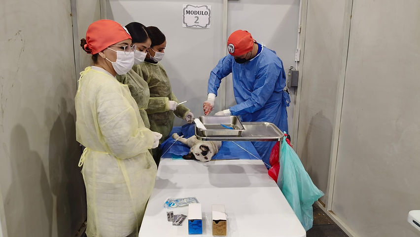 cientos de mascotas fueron esterilizadas el pasado fin de semana