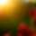 Celebration of Light.png